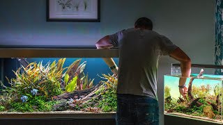 ALL MY AQUARIUMS  FULL MAINTENANCE SESSION AND UPDATES 4K [upl. by Aynotan]