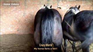 Home Videos  Horse Fart Nr8 [upl. by Henrik32]