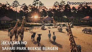 Safari Park Beekse Bergen 2023  4K Ultra HD [upl. by Lahcsap]