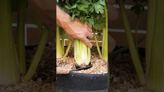 Growing Celery from Seed to Harvest [upl. by Bohon]