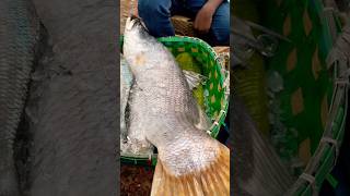 Huge coral fish at Coxs Bazar Fishery Ghat [upl. by Egdirdle527]