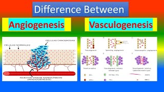 Difference between Angiogenesis and Vasculogenesis [upl. by Euqinu142]