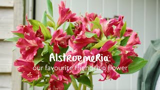 Alstroemeria our favourite friendship flower [upl. by Nnylaehs]