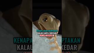 KENAPA CICAK DICIPTAKAN KALAU HANYA UNTUK DIBUNUH feedshorts kontenislami mahlukbumi [upl. by Bertilla306]