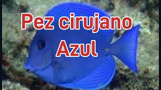 Pez cirujano azul del atlántico Acanthurus coeruleus [upl. by Kris498]