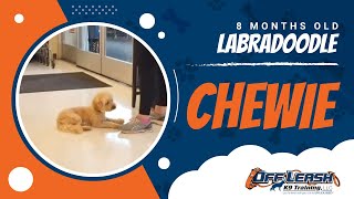 8 Months Old Labradoodle Chewie  Off Leash K9 Training  Best Dog Trainers [upl. by Nolie]