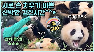 ep57 결국 궁뎅이 한 대 톡하고 맞은 까불이 푸바오😍500일 손🐾특집ㅋㅋㅋ 서로 손 치우다 끝난 건강검진✨ 에버랜드 판다월드 [upl. by Nixon]