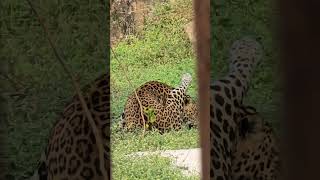 Mukundpur resort animal [upl. by Jahdal]