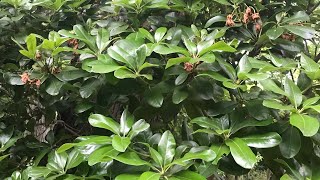 How to Prune Rhododendrons [upl. by Crelin548]