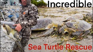 Incredible Sea Turtle Rescue [upl. by Allissa]