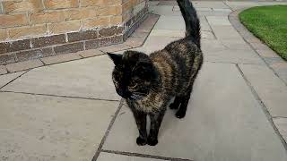 Friendly Tortoise Shell Cat [upl. by Wendell]