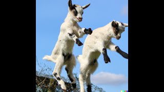 The Cutest Baby Goats Jump Into the Air Compilation Try not to laugh watching these goat kids [upl. by Anileuqcaj]