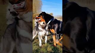 Crazy mix rottweiler siberianhuskyshorts hybridrottsky [upl. by Mcgraw]