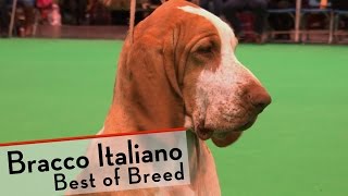 Crufts 2015  Bracco Italiano  Best of Breed [upl. by Ardnasil]