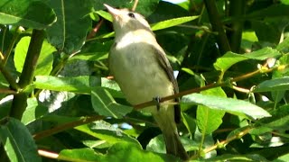 Warbling vireo calls [upl. by Eirallam]