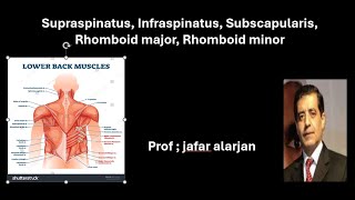 Supraspinatus Infraspinatus Subscapularis Rhomboid major Rhomboid minor [upl. by Regazzi]