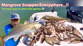 Freeport Surfside Fishing  The best way to catch mangrove snapper Texas style [upl. by Yorgo]