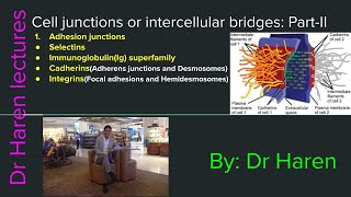 Cell junctions or intercellular bridges PartII Adhesion junctions [upl. by Enelehs]