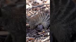 Numbat  Myrmecobius fasciatus [upl. by Schnurr]