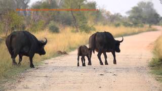 Herd of Cape Buffalo sighting [upl. by Sapphera55]