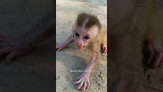 a cute monkey baby 🤔 [upl. by Carmelle]