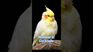 Top 3 Best Parrots For Breeding Purpose In The World trending viralshorts cute lovebirds pets [upl. by Varin]