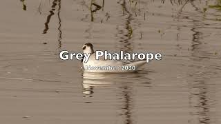 All three Phalaropes same Lancashire location  different years [upl. by Kciremed]