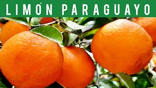 🟡LIMÓN PARAGUAYO o LIMON MANDARINAÁRBOLES FRUTALES LIMÃO CRAVO LEMON MANDARIN LIME🌲🍋🍊 2023 [upl. by Siramay181]