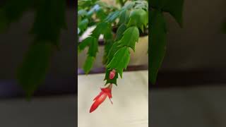 Schlumbergera truncata [upl. by Waller198]