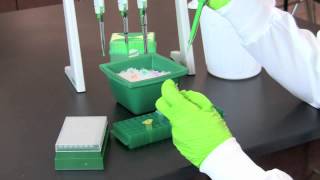 Restriction Digestion of DNA [upl. by Alcine]