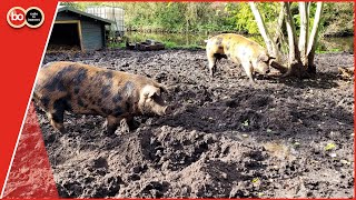 Dubbele gevoelens bij vertrek varkens die horrorplant bestrijden [upl. by Ynnaf]