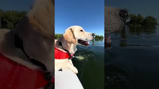 ❤️❤️❤️Golden Retrievers Puppy Novas Swimming Journey❤️❤️❤️shortsdog cute sweet love [upl. by Arebma]