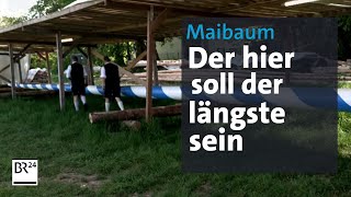 Der längste Maibaum steht in Aying  Abendschau  BR24 [upl. by Giffy827]