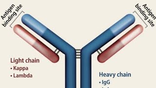 Antibody Structure  Immunoglobulins Classes Immunology [upl. by Elene]