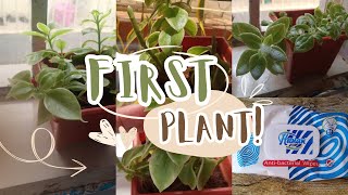 First plant Whitefuzz treating sick plant short story house plant plant parent motivationinspo [upl. by Eward]