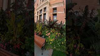 Jungle of Ensete ventricosum Red Banana plants in landscape at the Empress Hotel in Victoria BC [upl. by Arykahs]