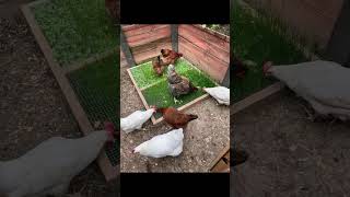 Ideas de Comederos Para Tus Gallinas   🐣🐔🐓🌿 gallos gallinas avicultura gallinasponedoras [upl. by Aysa]