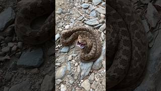 The harmless Rhombic EggEater Dasypeltis scabra showing off its impressive threat display [upl. by Pierre]