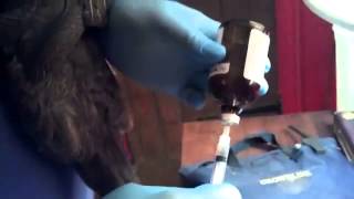 How to give a shot to a chicken  Intramuscular Injection [upl. by Harbot]