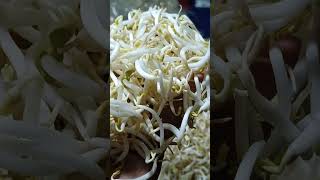 Kecambah hasil dari kacang wakema lamitech viralvideo shorts [upl. by Birgitta64]