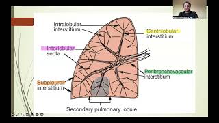 Lung interstitium English version [upl. by Neill44]