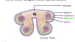 Anther Wall Structure and Function of various layers [upl. by Reamonn]