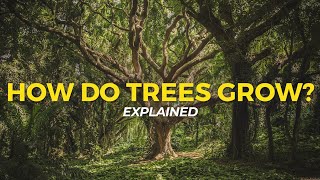 How Trees Grow  Eco Facts  One Tree Planted [upl. by Postman]