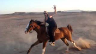 Galloping Arab horses across the Egyptian desert [upl. by Yelsnit]