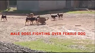 Male Dogs FIGHTING over Female Dog  Dev Daig Caus [upl. by Josler]