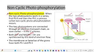 Light reactionETS Photophosphorylation apbiology ibbiology plantphysiology neetbiology [upl. by Florie]