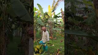 Banana harvest scenery ep580 shortsfeed farming shortsfeed shortvideo [upl. by Selec998]