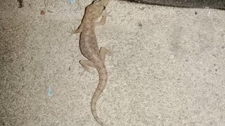 lizard 🦎 Street  lizard walk  night time [upl. by Yenobe]