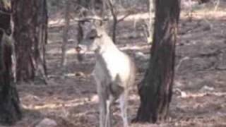 Arizona Archery Coues Deer 103quot Buck [upl. by Josias]