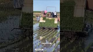 Rice Planting Machine shorts technology youtubeshorts agriculture [upl. by Ku13]